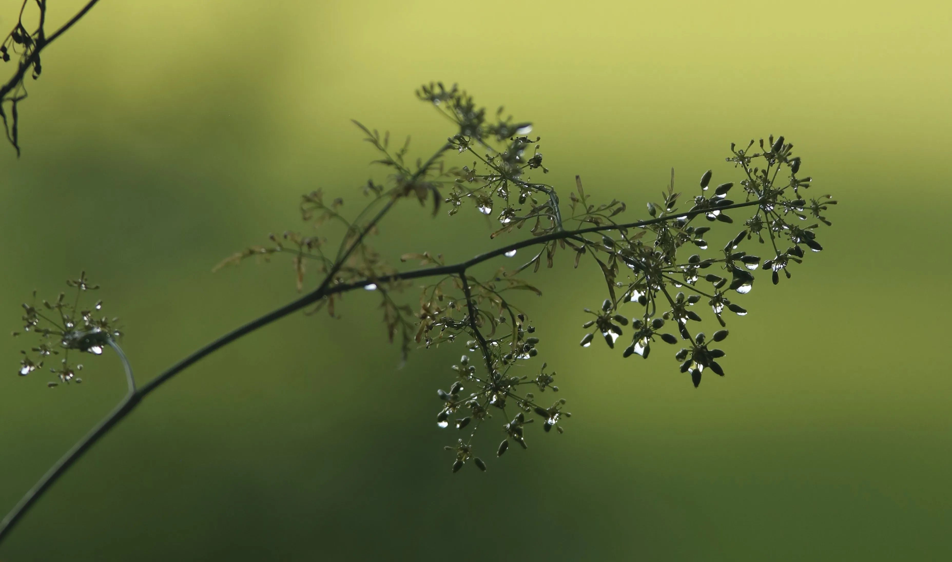 Close-up of a delicate plant stem covered in dew drops against a soft green background